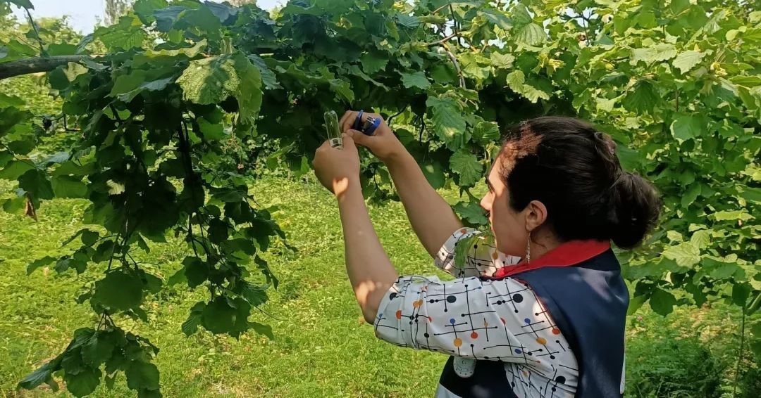 Türkeli’de samuray arısı doğaya salındı