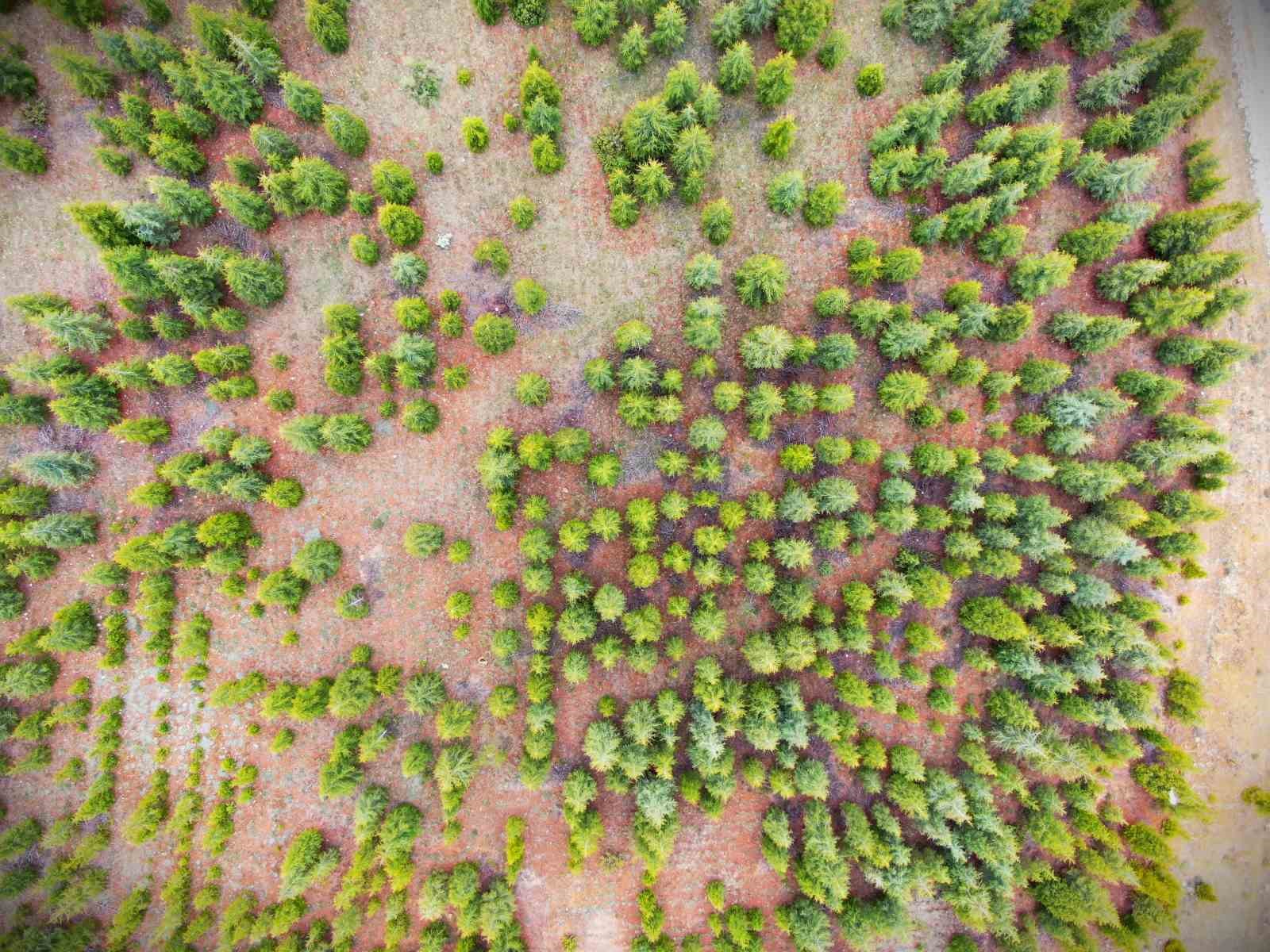 Kayseri&rsquo;nin Belgrad&rsquo;ı Ber&ccedil;in Ormanları
