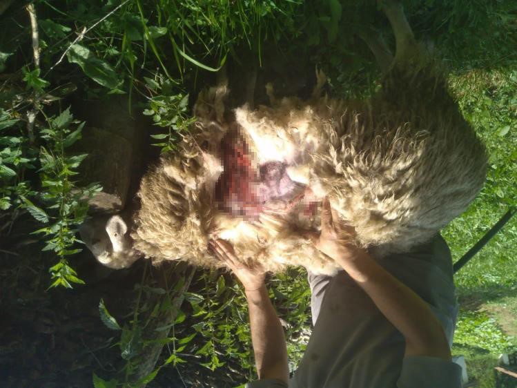Başıboş k&ouml;pekler 9 k&uuml;&ccedil;&uuml;kbaş hayvanı par&ccedil;aladı
