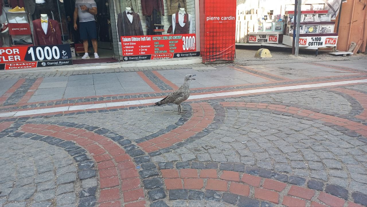Edirne esnafı sıcaktan u&ccedil;amayan martıyı kurtarmak i&ccedil;in seferber oldu
