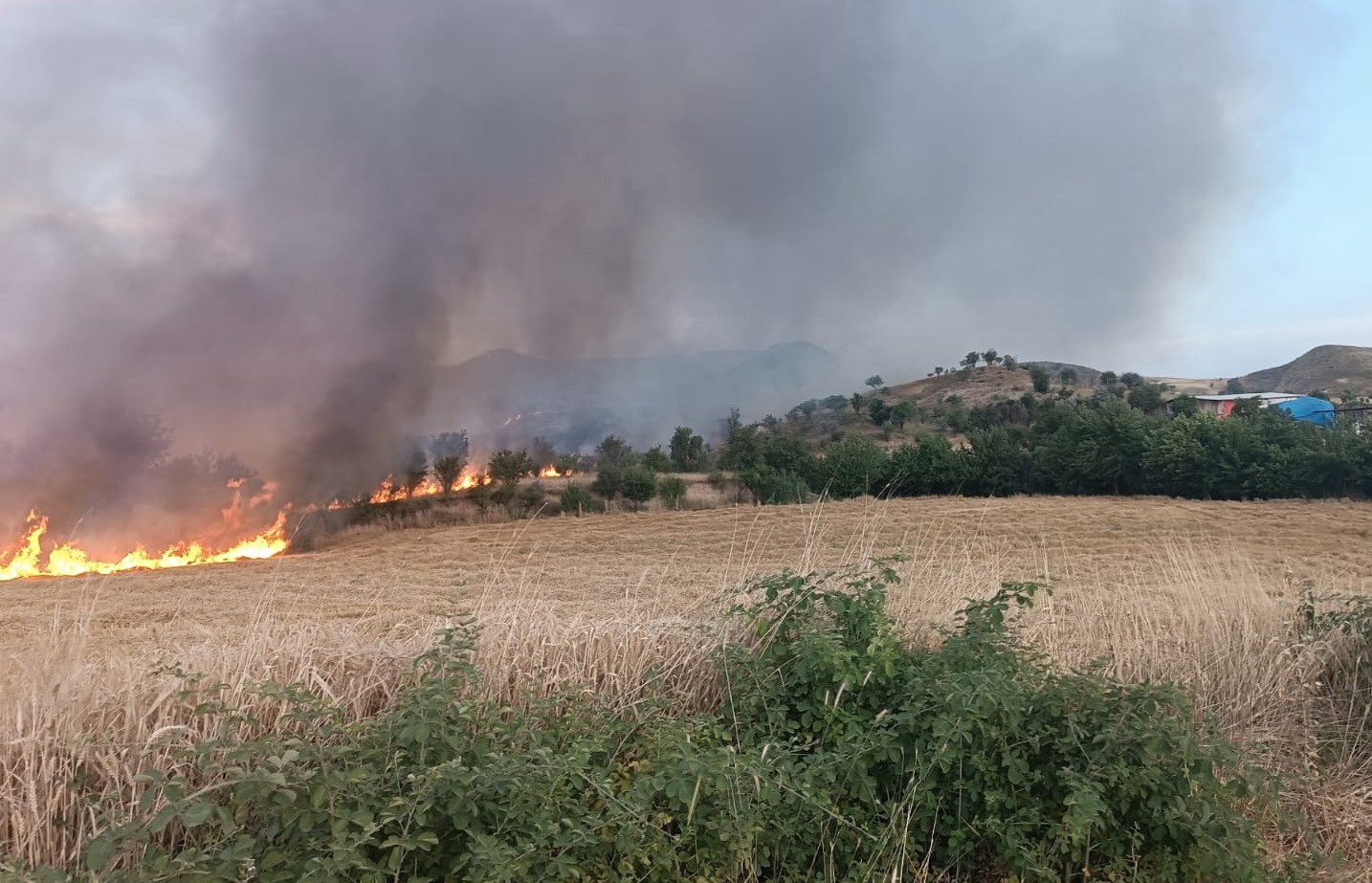 Saman yangınında hayvanlar tahliye edildi İhlas Haber Ajansı