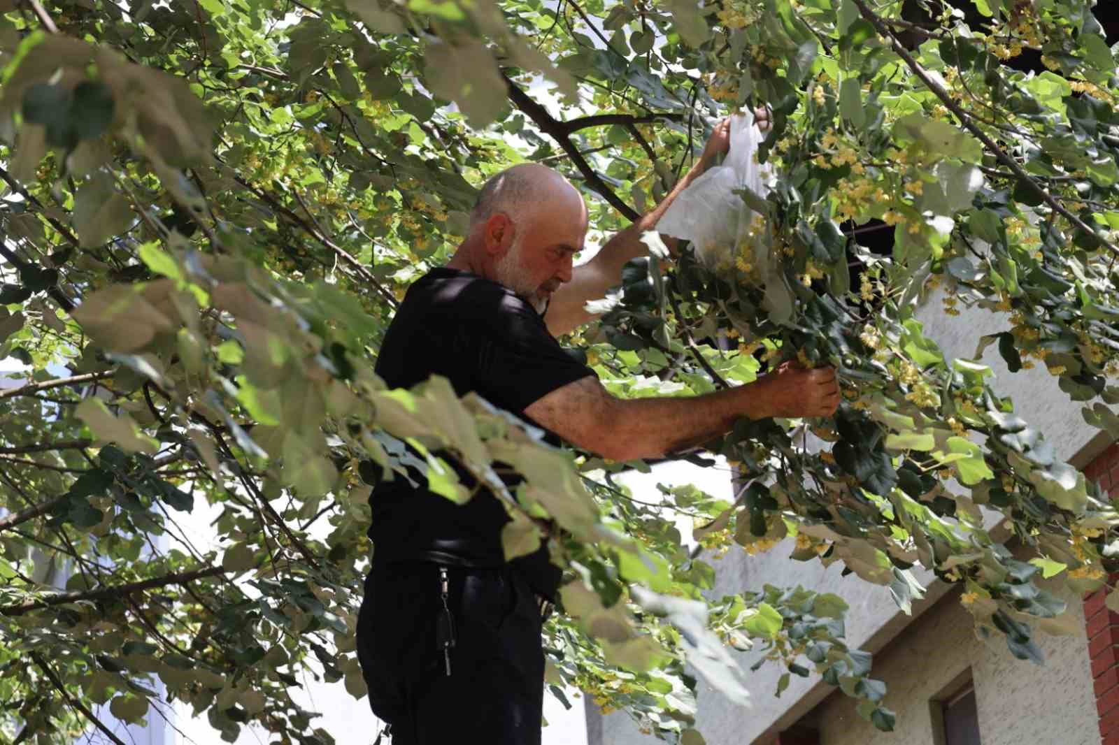 Kocaeli’yi ıhlamur kokusu sardı
