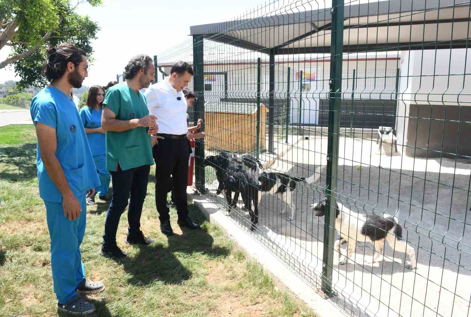 Başkan Özyiğit: &quot;Sokak hayvanlarını sahiplendirmeye başladık&quot;