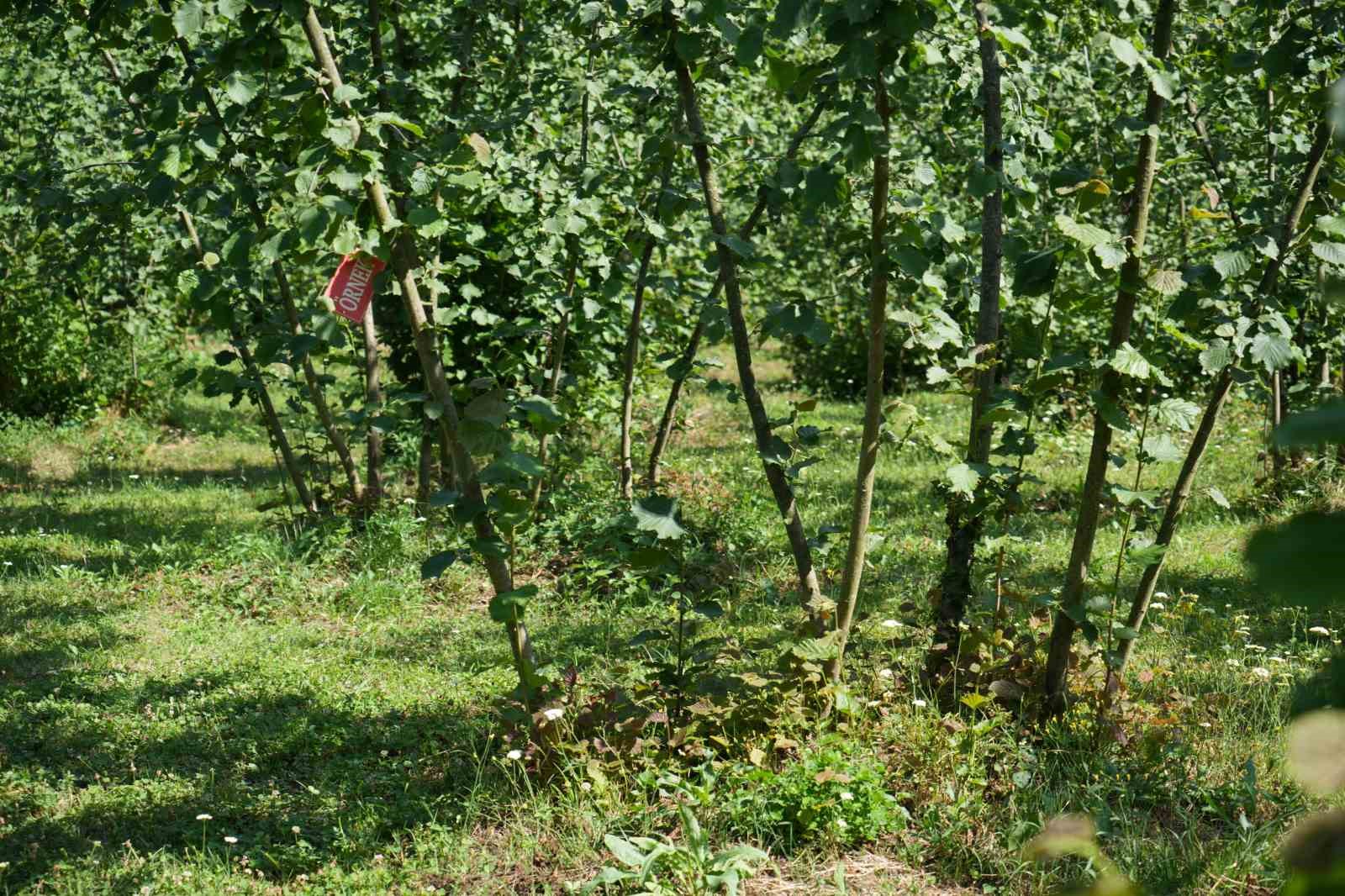 Kahverengi kokarca ile m&uuml;cadele: 14 bin &lsquo;samuray arısı&rsquo; doğaya salındı
