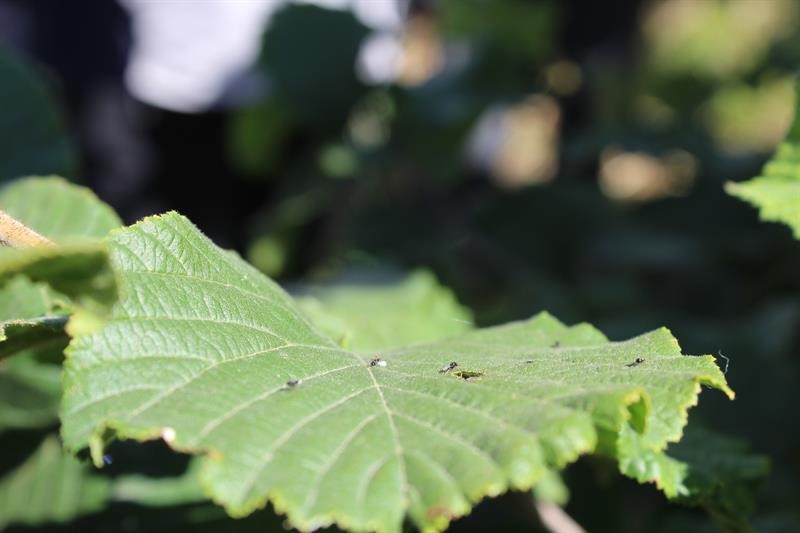 Kahverengi Kokarca b&ouml;ceği ile m&uuml;cadele
