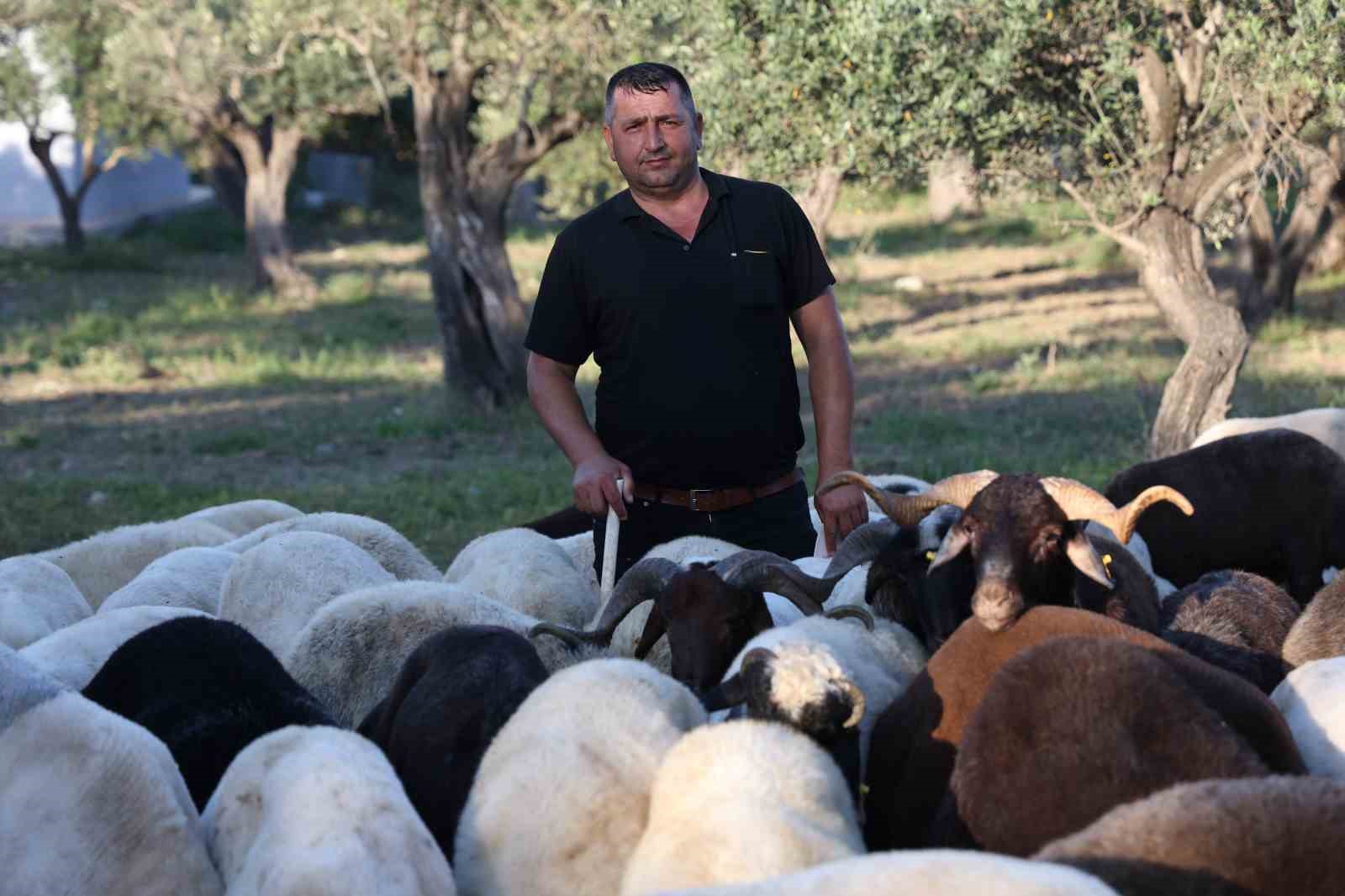 Geçtiğimiz yıl kurban satışının sessiz geçtiği  deprem bölgesinde kurban hareketliliği başladı