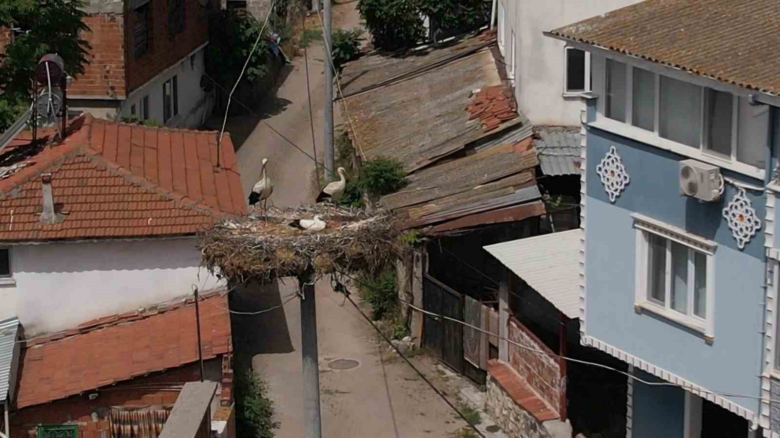 Yaren leyleğin yavrusu tedavisinin ardından ailesine kavuştu
