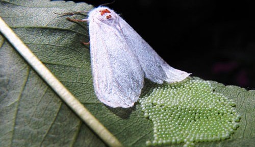 Sağlam: "Amerikan beyaz kelebeği ile mücadelede kararlıyız"
