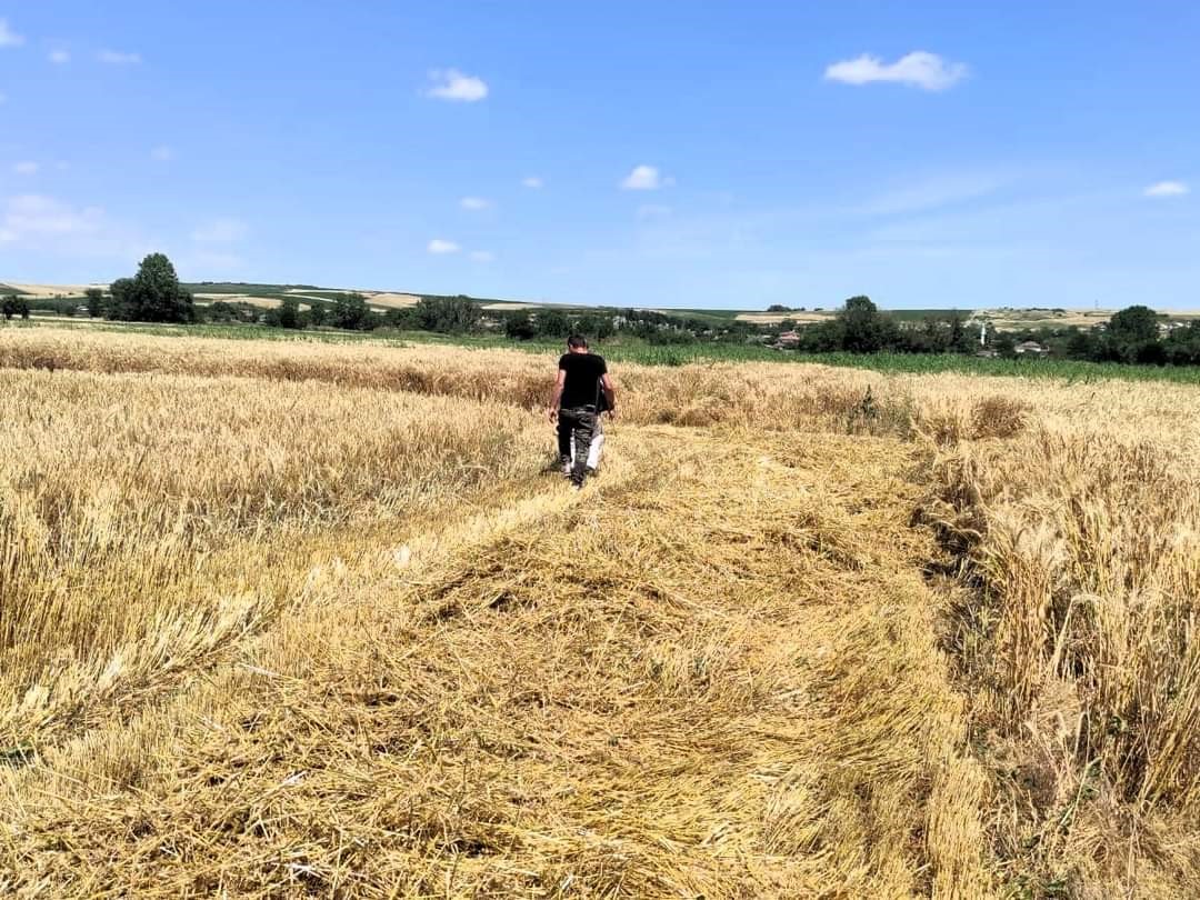 Babaeski&rsquo;de arpa hasadı kontrolleri
