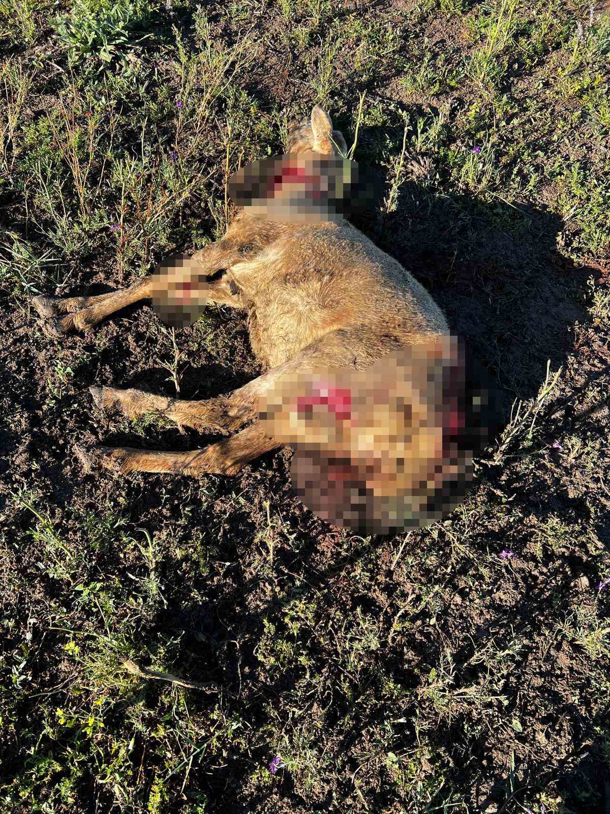 Akyurt&rsquo;ta başıboş k&ouml;pekler 4 koyunu telef etti
