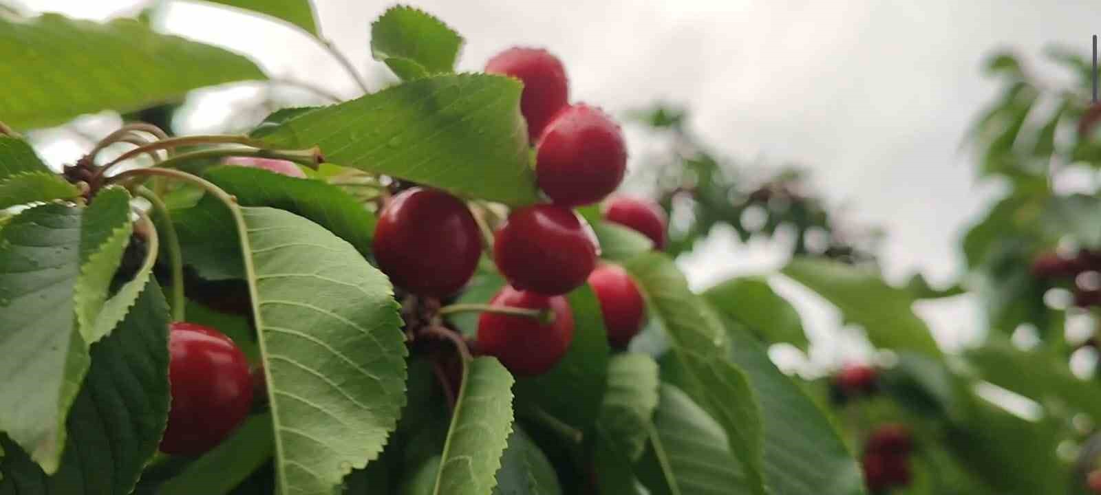 Karı ve soğuğuyla meşhur Erzurum’da kiraz hasadı