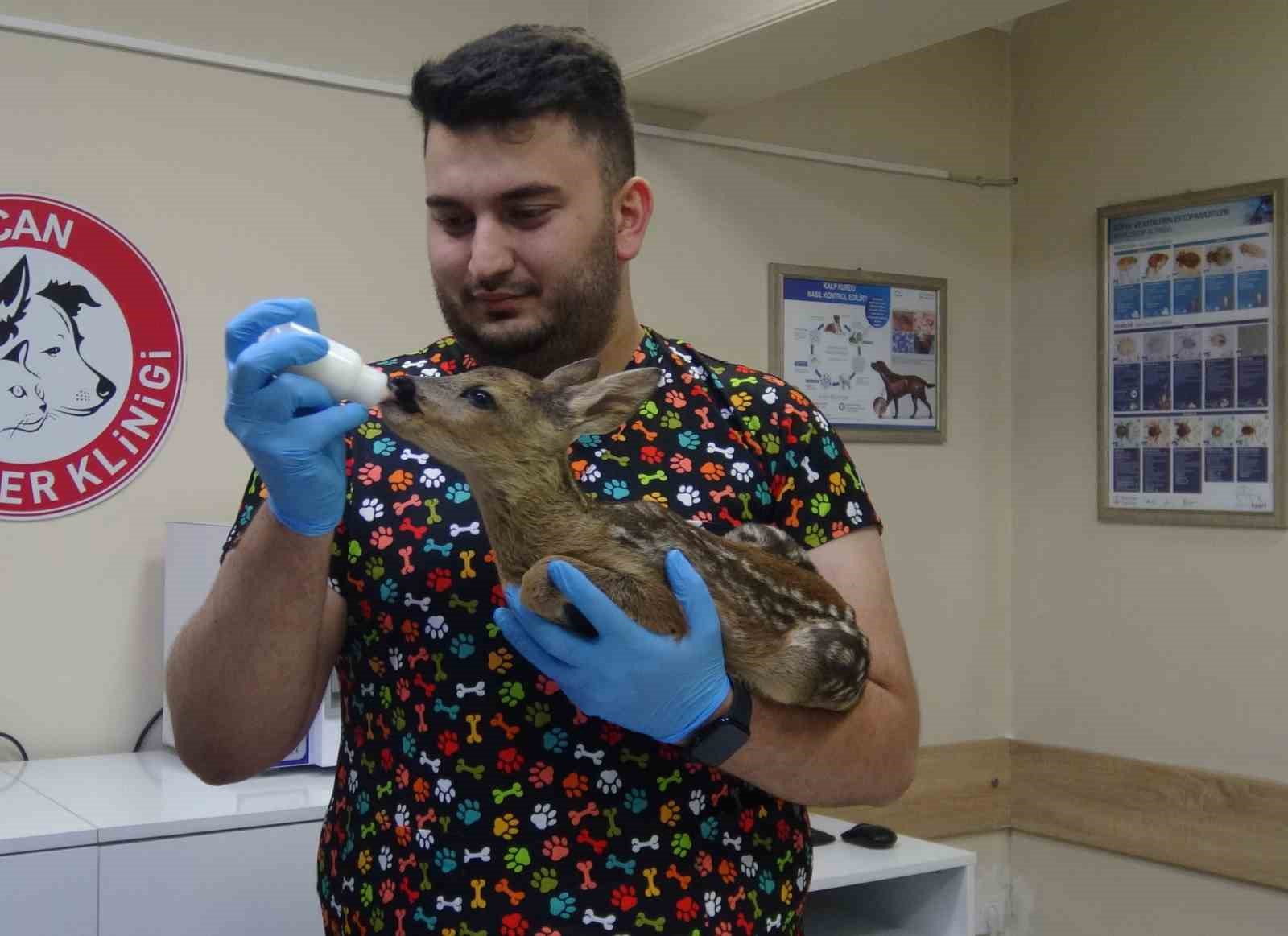 Artvin’deki veteriner kliniği evcil hayvanlar dışında yaban hayvanlarına da hizmet veriyor İhlas Haber Ajansı