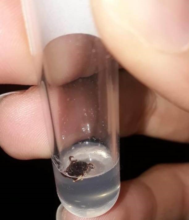 Konya’da bir mahallede 3 kişiye kene yapıştı