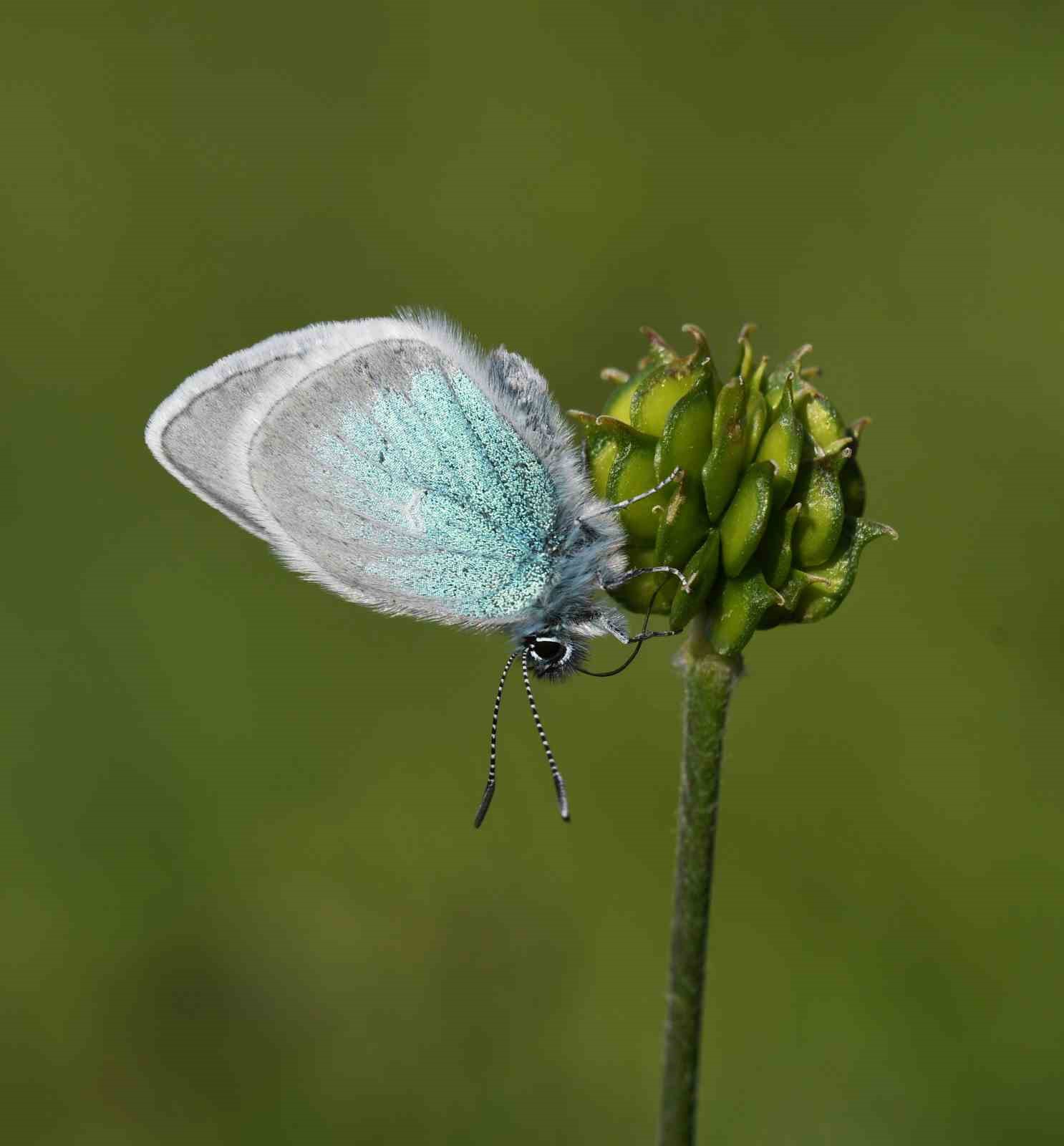 2 bin 150 rakımda endemik kelebek kaydı
