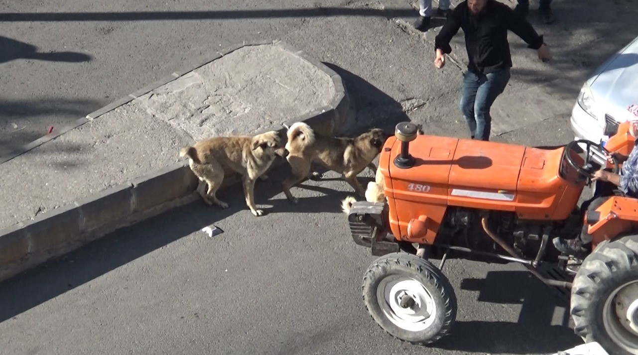 Şanlıurfa&rsquo;da başıboş k&ouml;peklerin kavgasını vatandaşlar ayırdı
