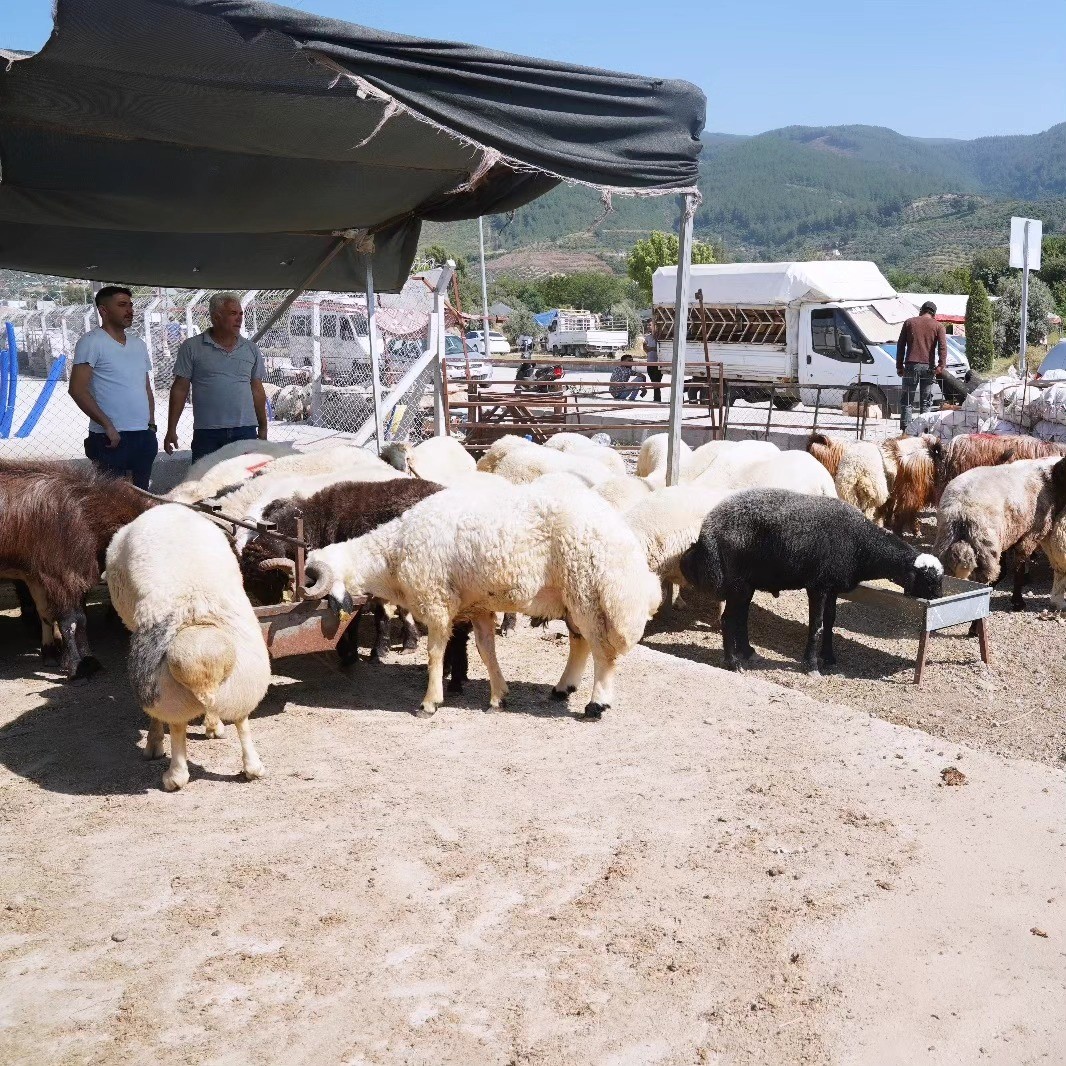 Osmaniye’de Kurban Bayramı öncesi hayvan pazarında denetim