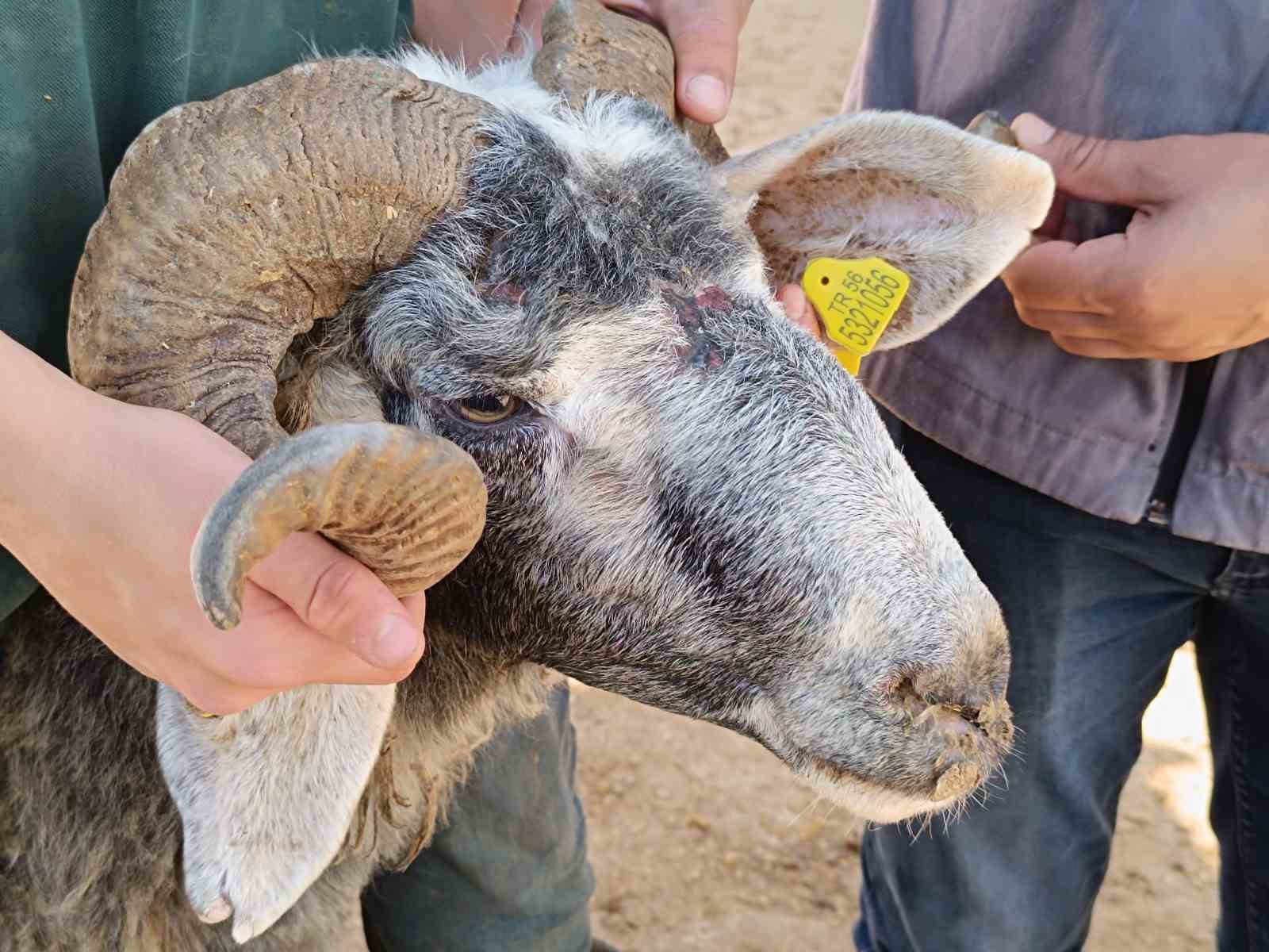 Siirt&rsquo;te kurban kesim &uuml;cretleri belirlendi
