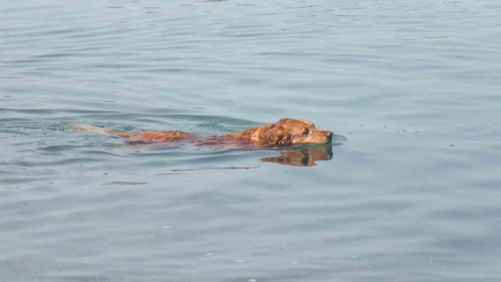 Balıkesir&rsquo;de &rsquo;Grim&rsquo; k&ouml;peğin deniz keyfi
