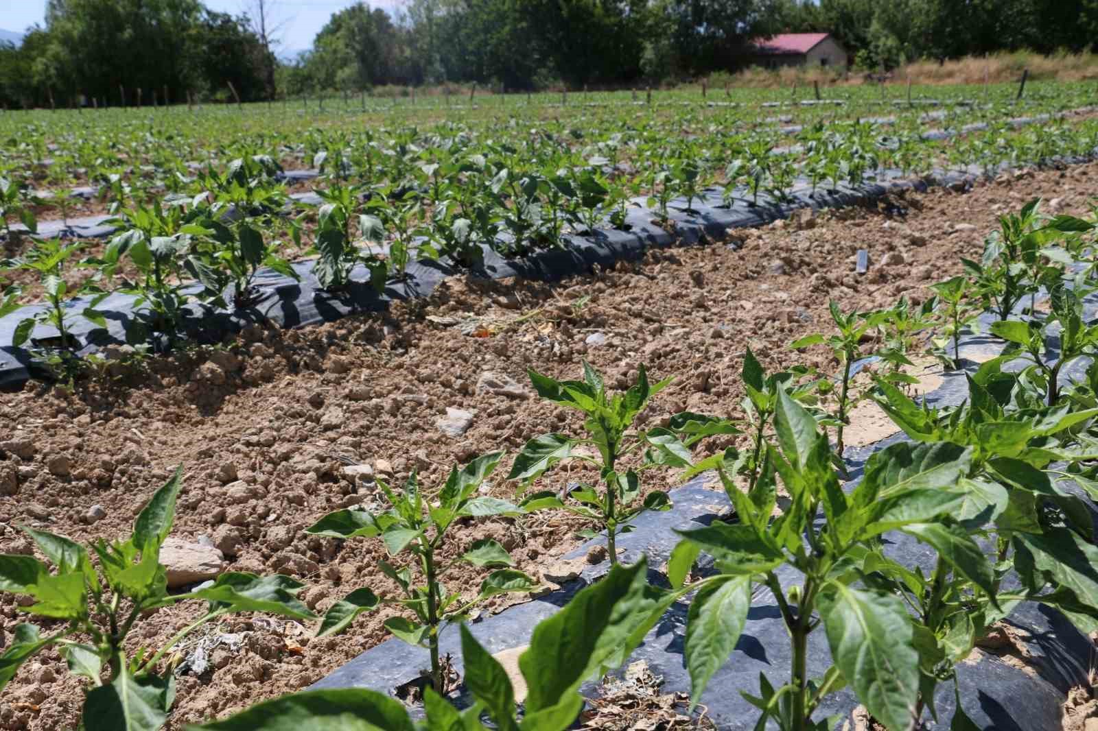 Kapya biberler takip ediliyor
