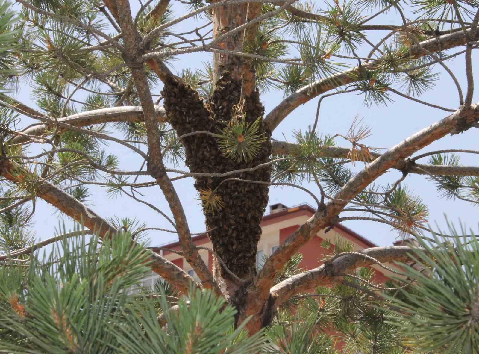 Şehrin g&ouml;beğinde oğul veren arı operasyonu
