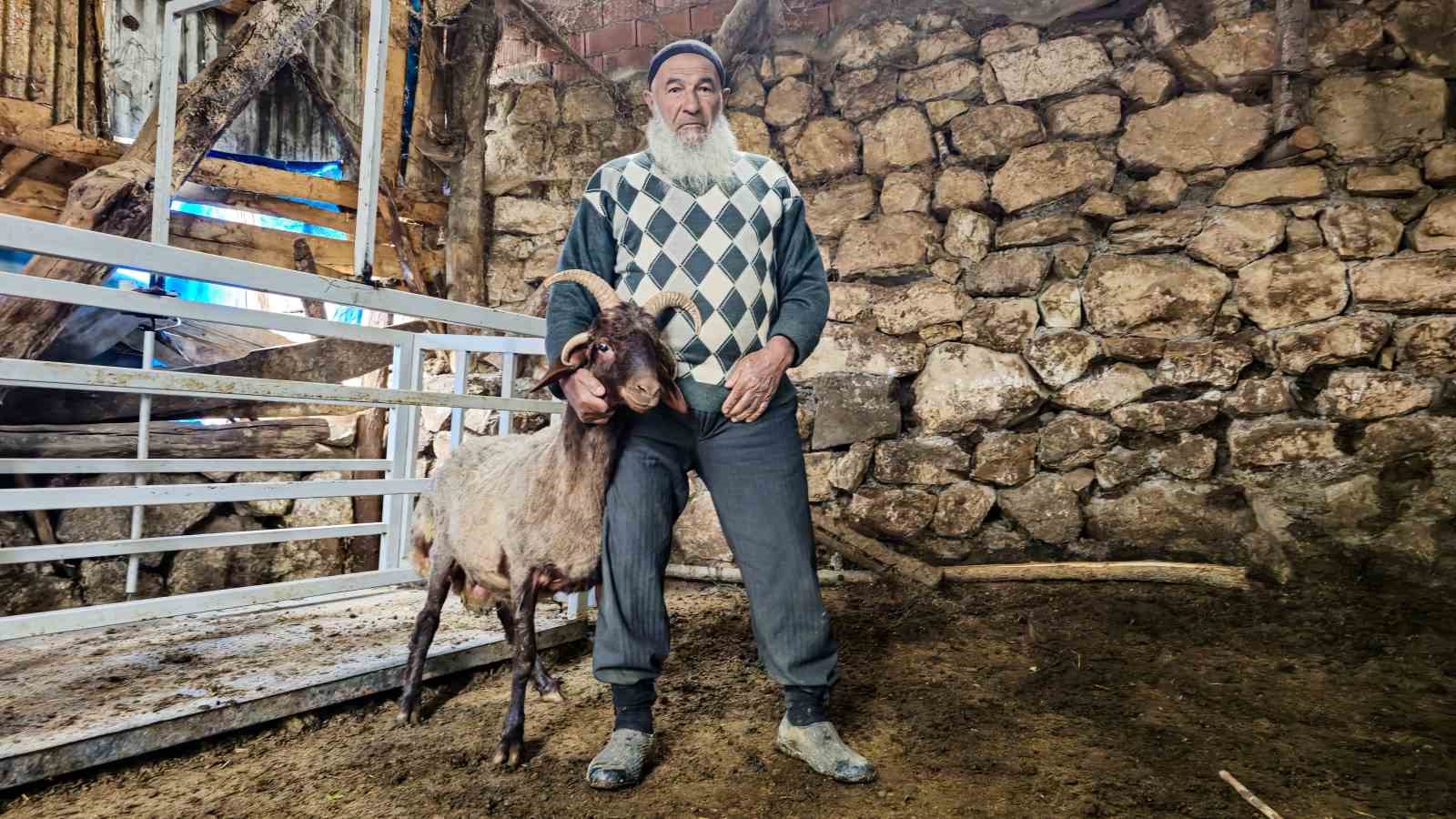 Fikir sahiplerini ikiye bölen soru: 4 boynuzlu koçun durumu "Alo Fetva 190" hattına soruldu