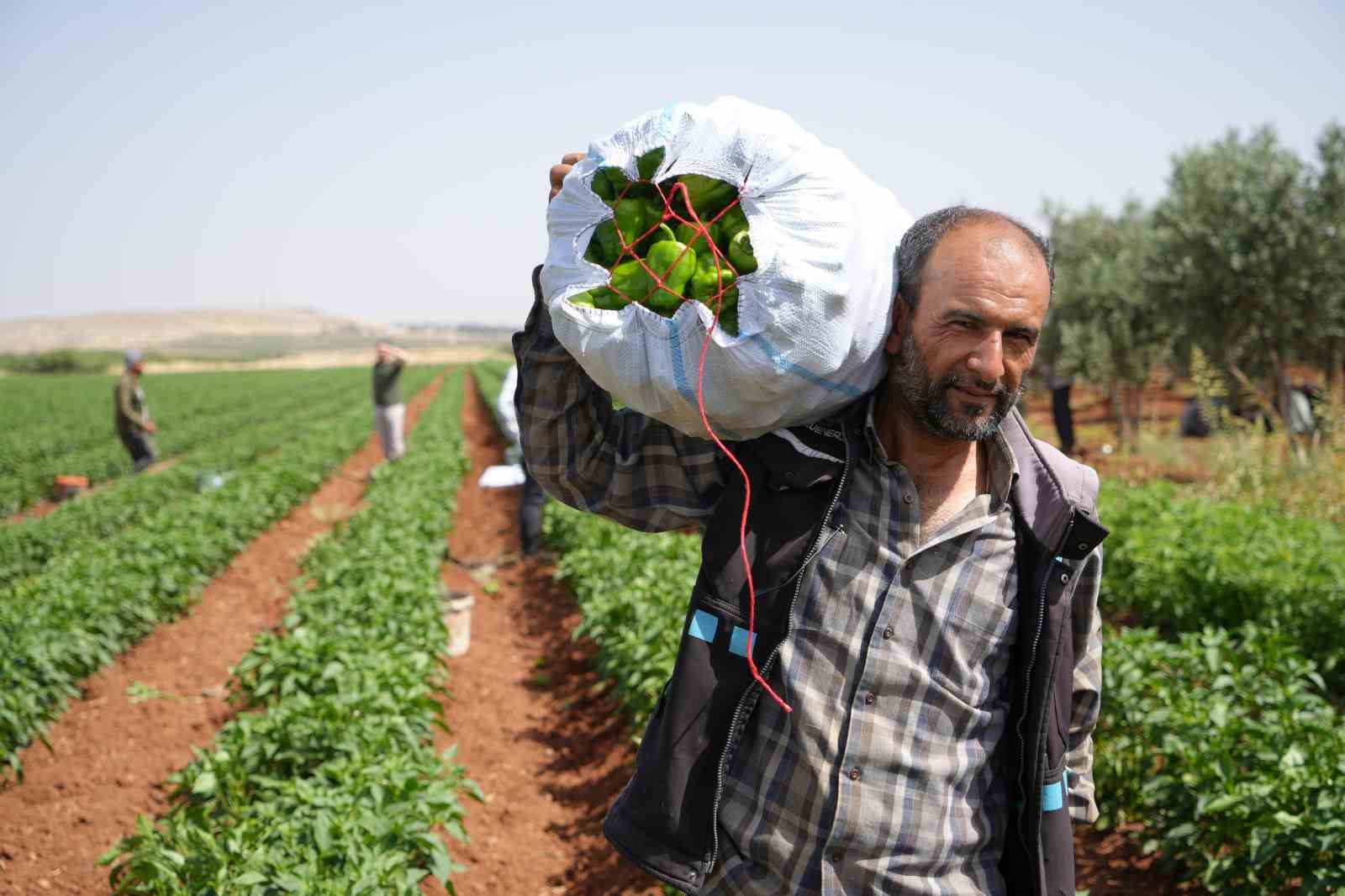 Kilis’te kavurucu sıcak altında en acı hasat
