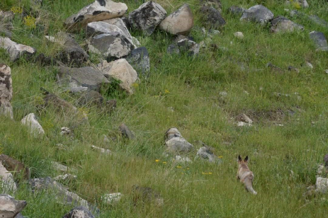 Bitkin halde bulunan tilki korumaya alındı
