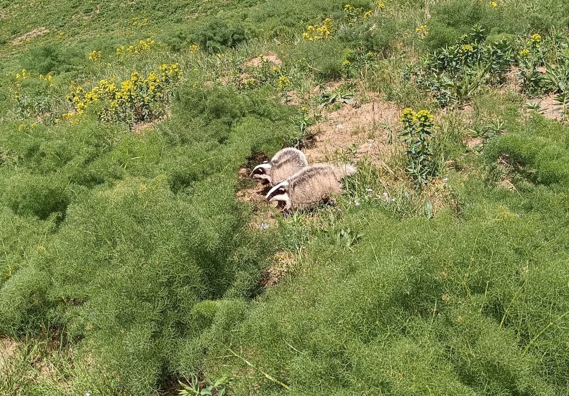 Hakkari’de nesli tükenmekte olan porsuk görüntülendi