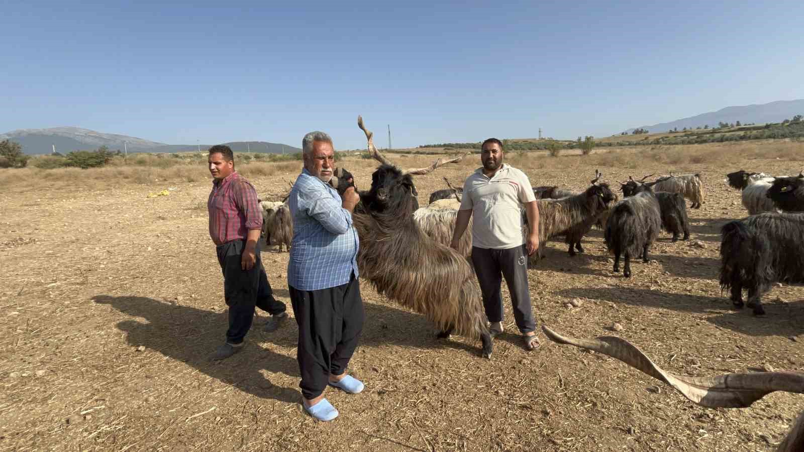 Sattığı kurbanlıklarla duygusal bağ kuran adam yaptıklarıyla gülümsetiyor
