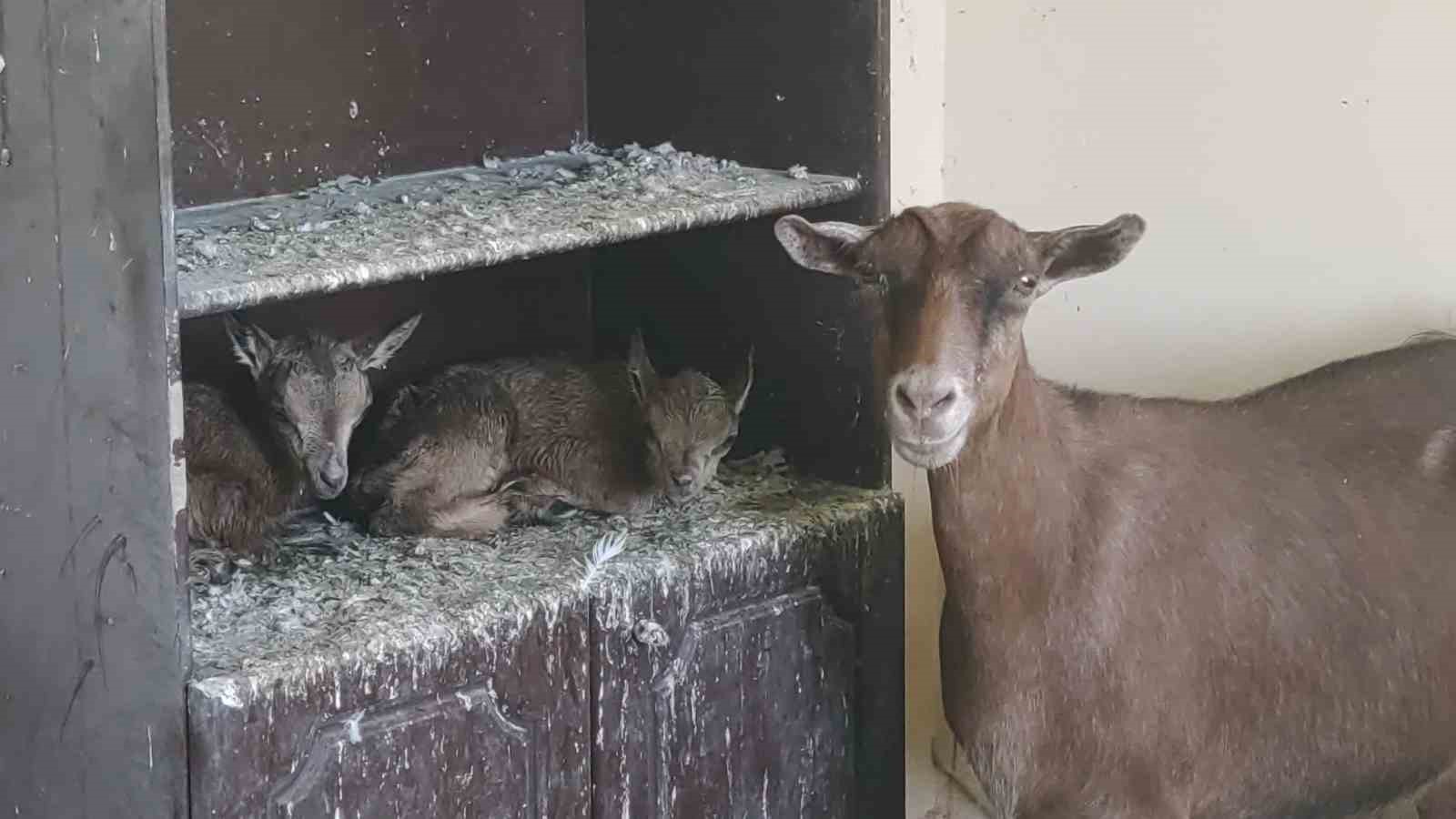 Yavru yaban keçileri süt anneye emanet