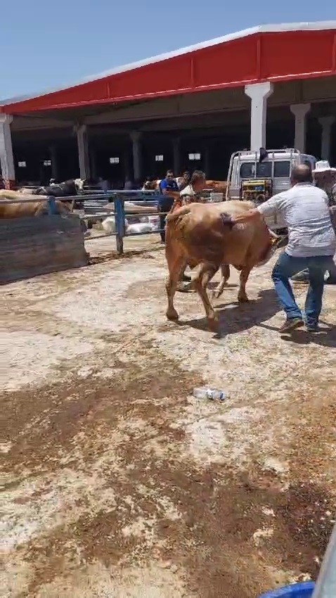 Kurban pazarları hareketleniyor
