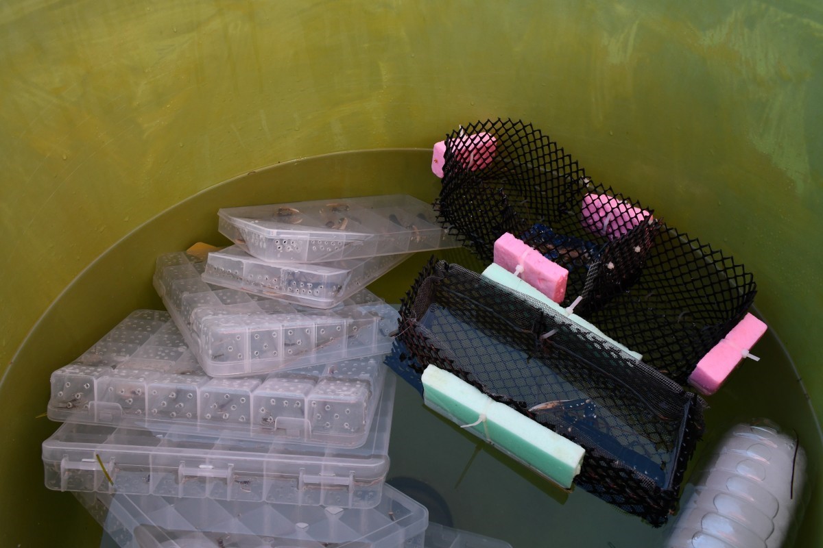 &Ccedil;OM&Uuml; tarafından yetiştirilen ıstakoz yavruları denize bırakıldı
