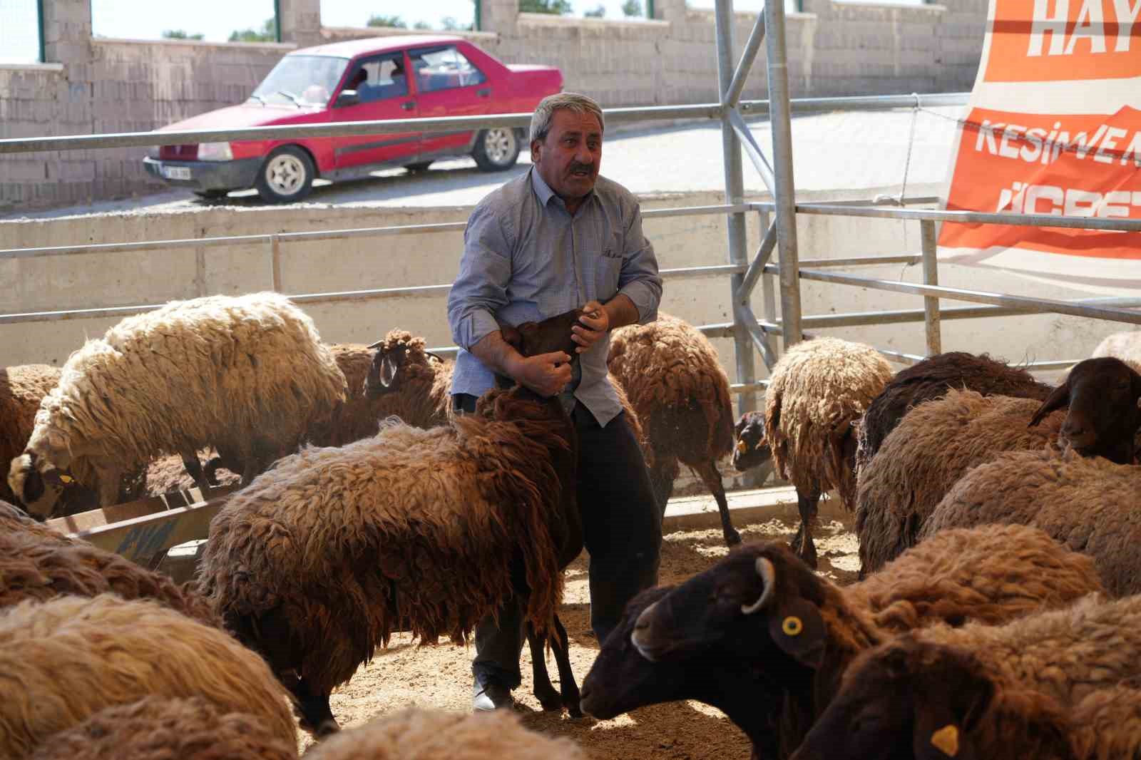 Kilis’te kurbanlıklar müşterilerini bekliyor
