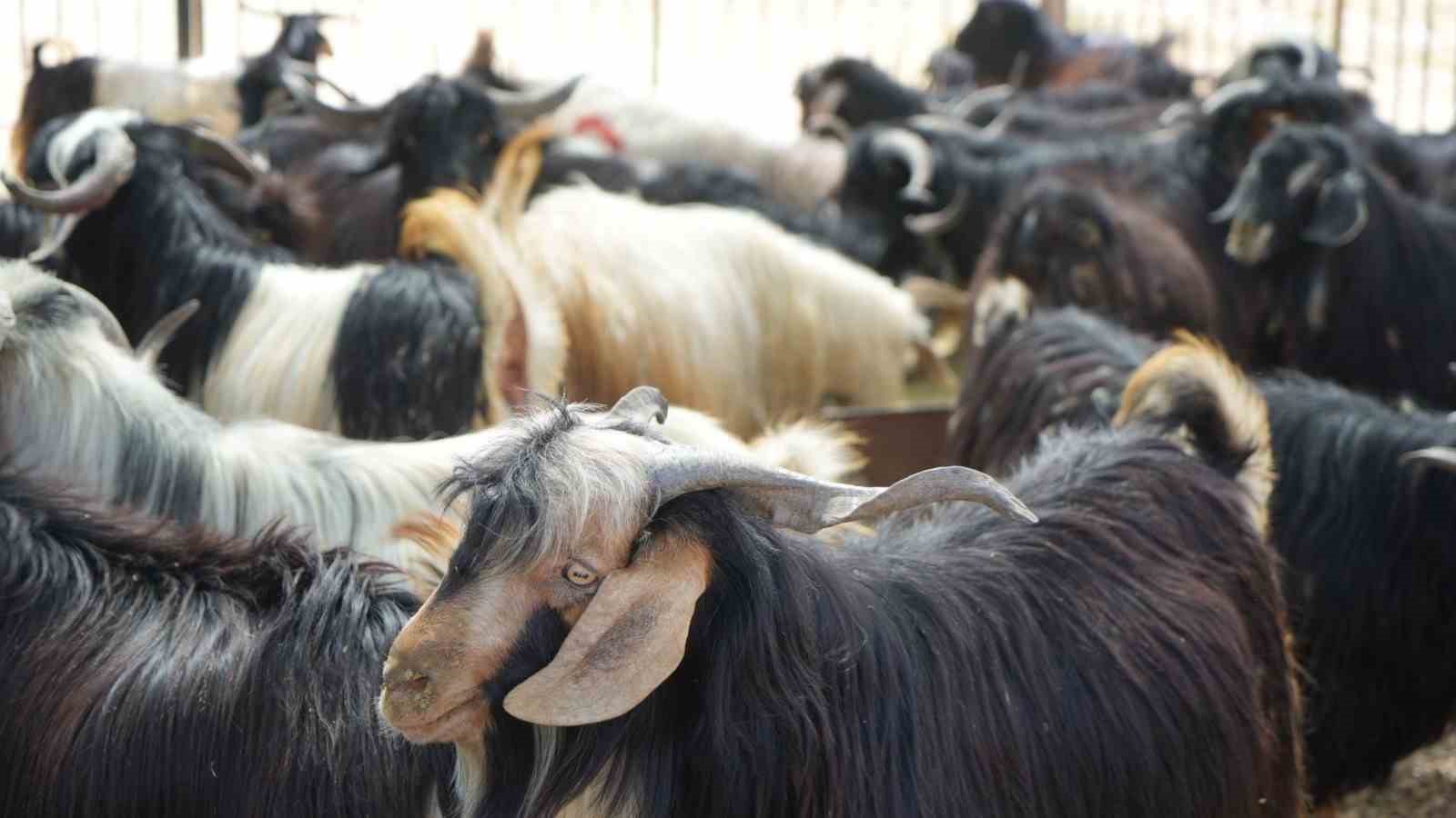 Kurban kesim ve satış alanları belirlendi