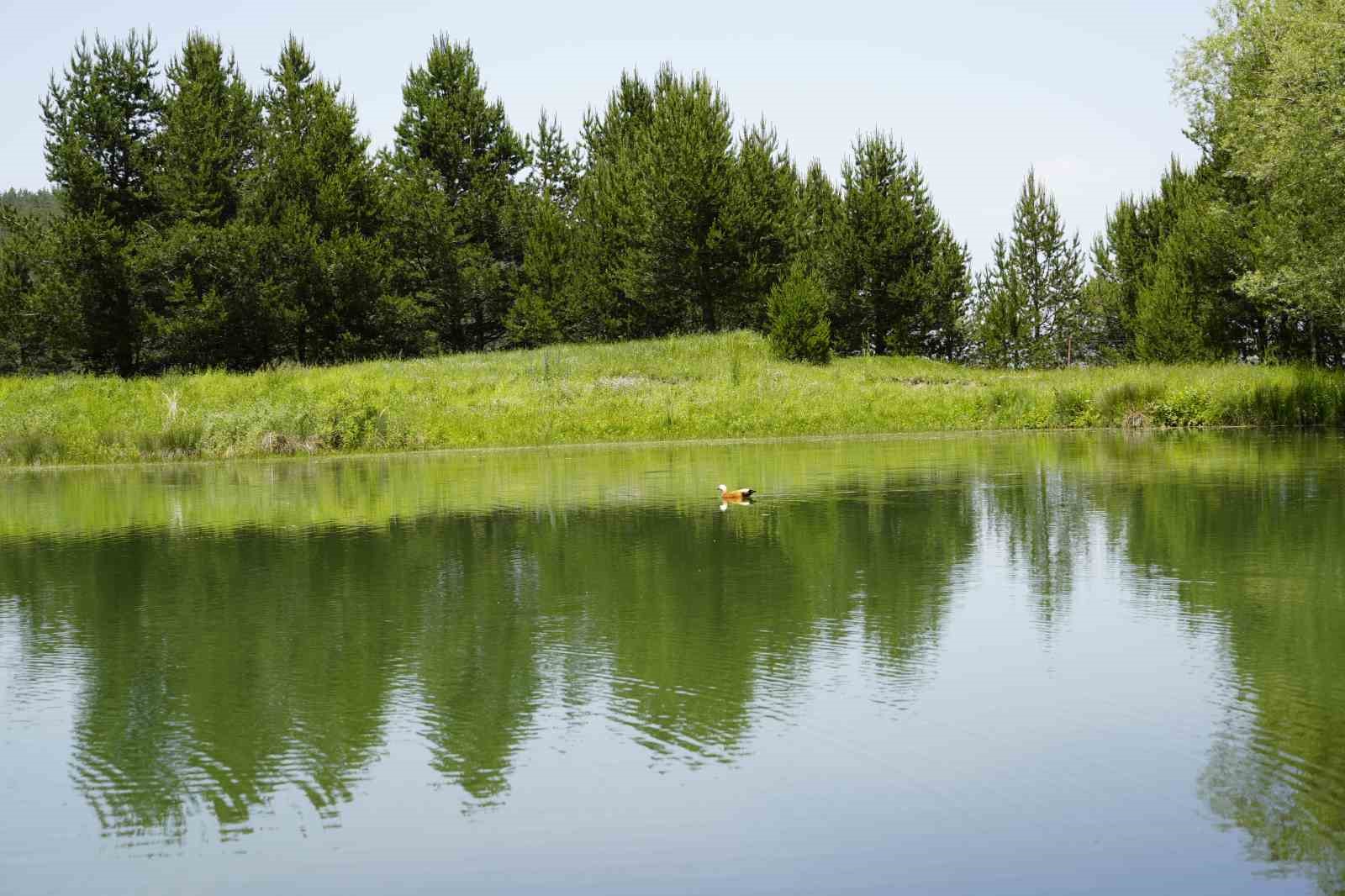 Altınpınar Limni G&ouml;l&uuml; el değmemiş doğasıyla hayran bırakıyor
