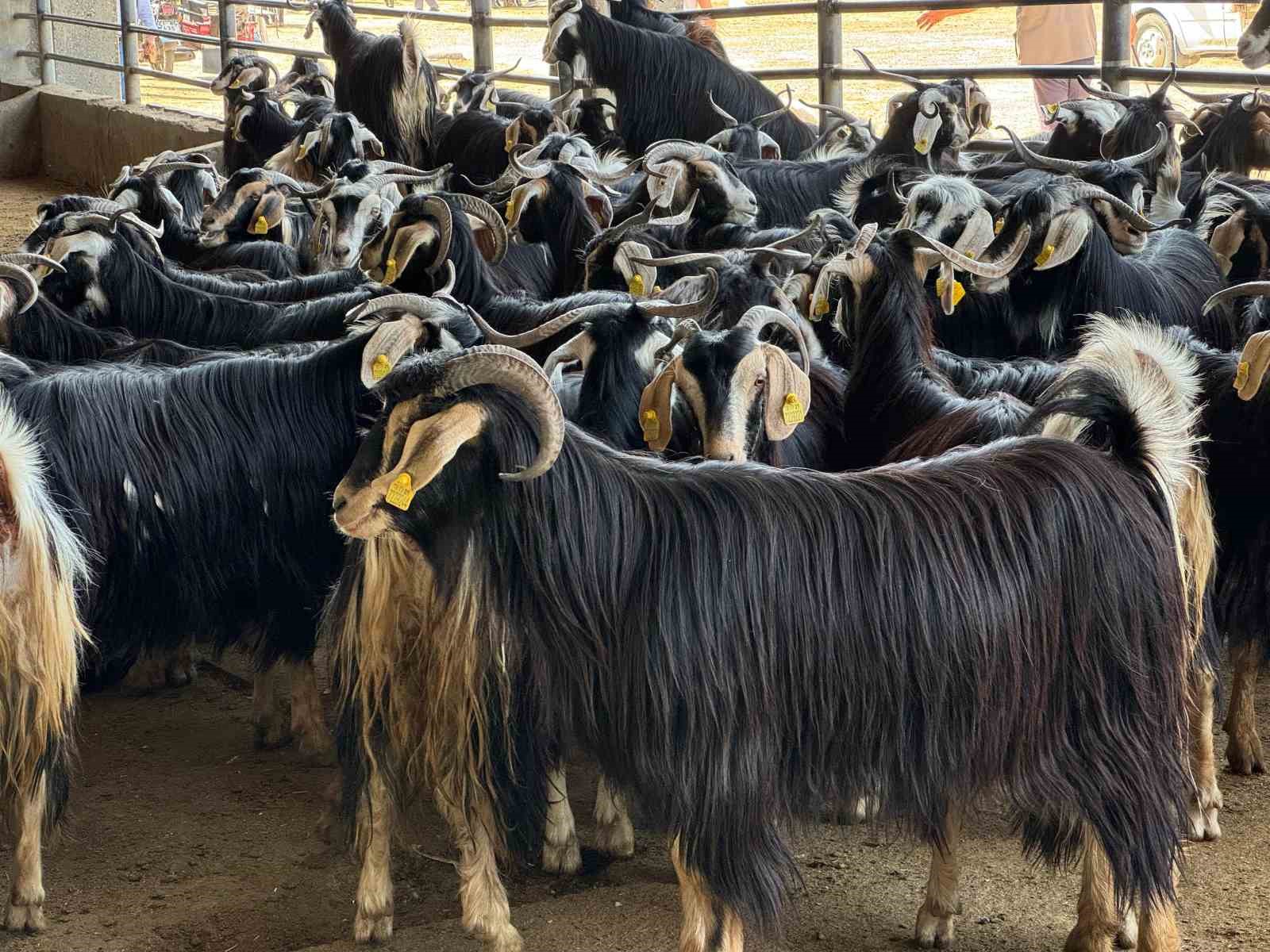 Diyarbakır Hayvan Borsası&rsquo;nda son pazarlıklar yapılıyor
