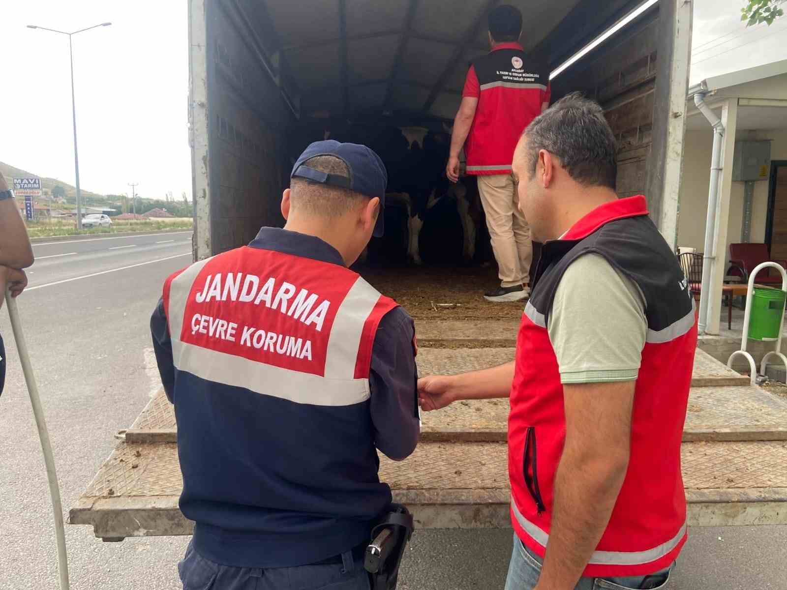 Jandarma’dan kurbanlık nakli yapan araçlara denetim