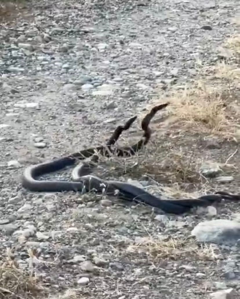 Elazığ’da yılanların çiftleşme dansı kameraya yansıdı