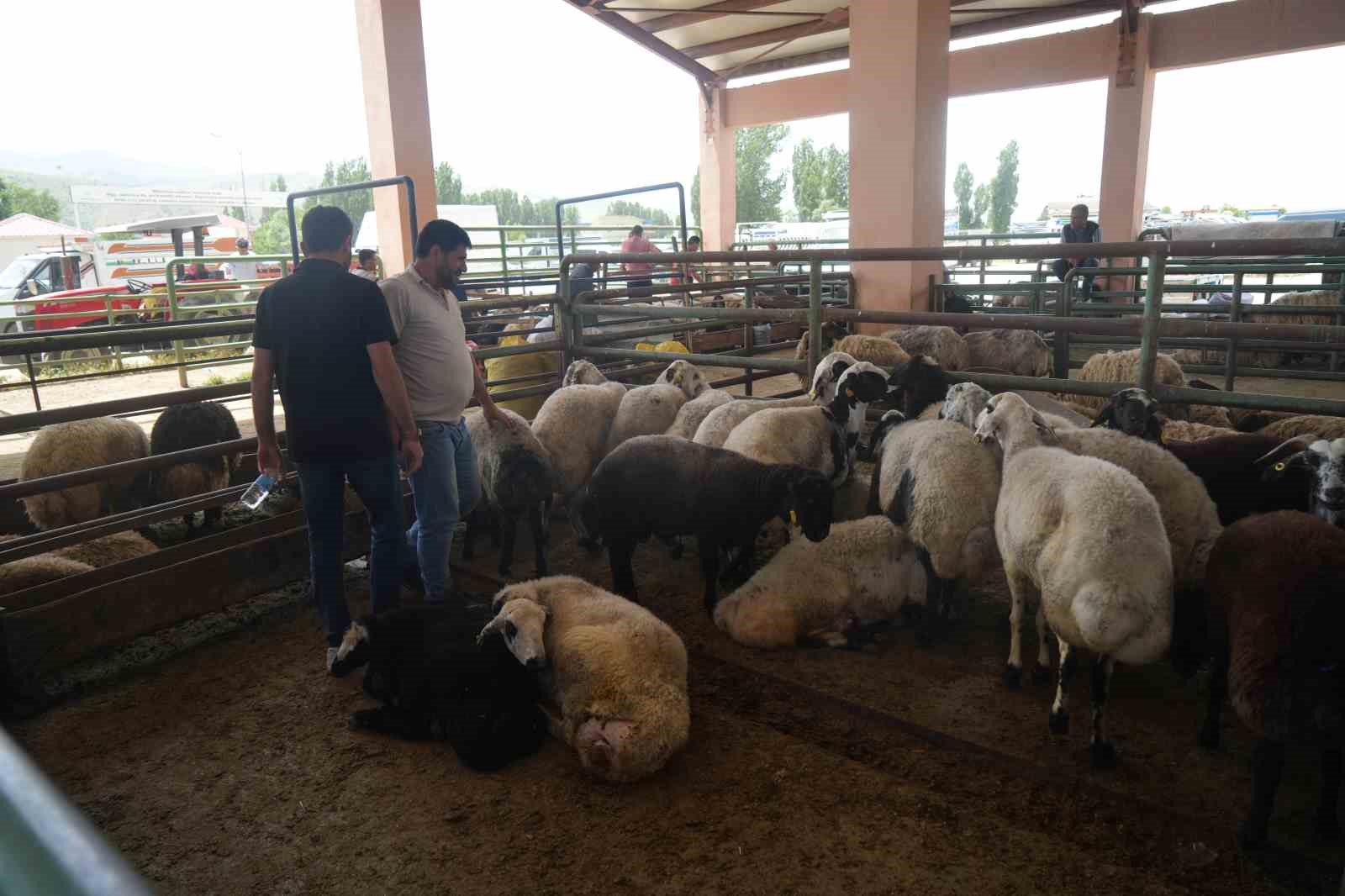 Muş’ta canlı hayvan pazarında kurban hareketliliği arttı
