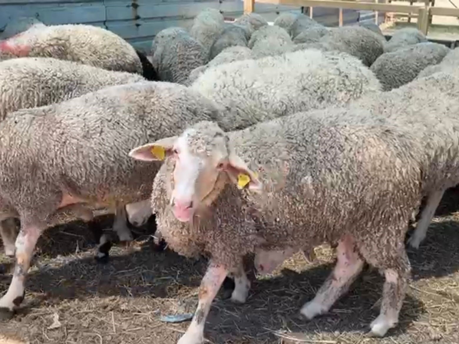 Bandırma Kurban Pazarı&rsquo;nda bayram arefesi hareketliliği
