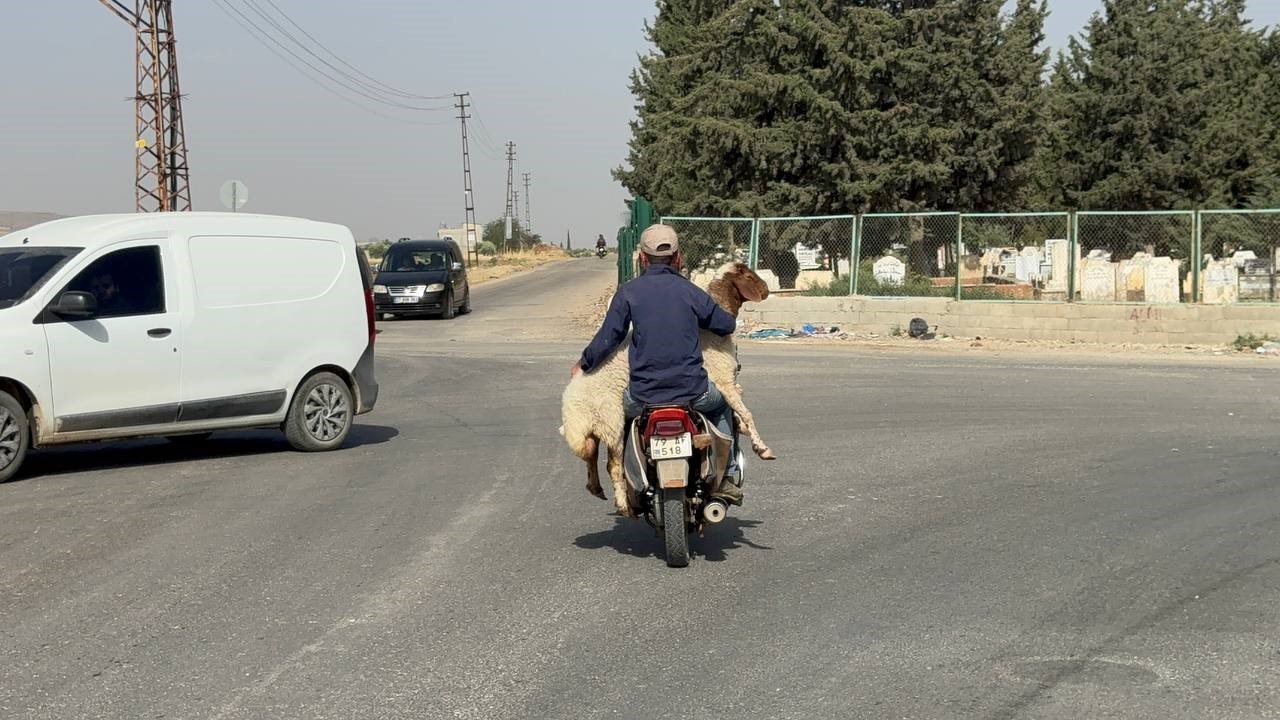 Kilis’te kurbanlıklar sepetli motosikletlerle taşındı