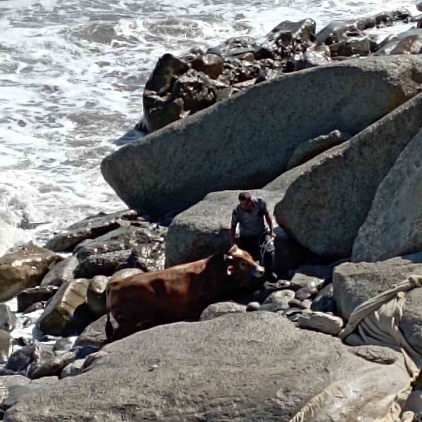 Kesilmek &uuml;zereyken denize ka&ccedil;an boğa i&ccedil;in ekipler seferber oldu
