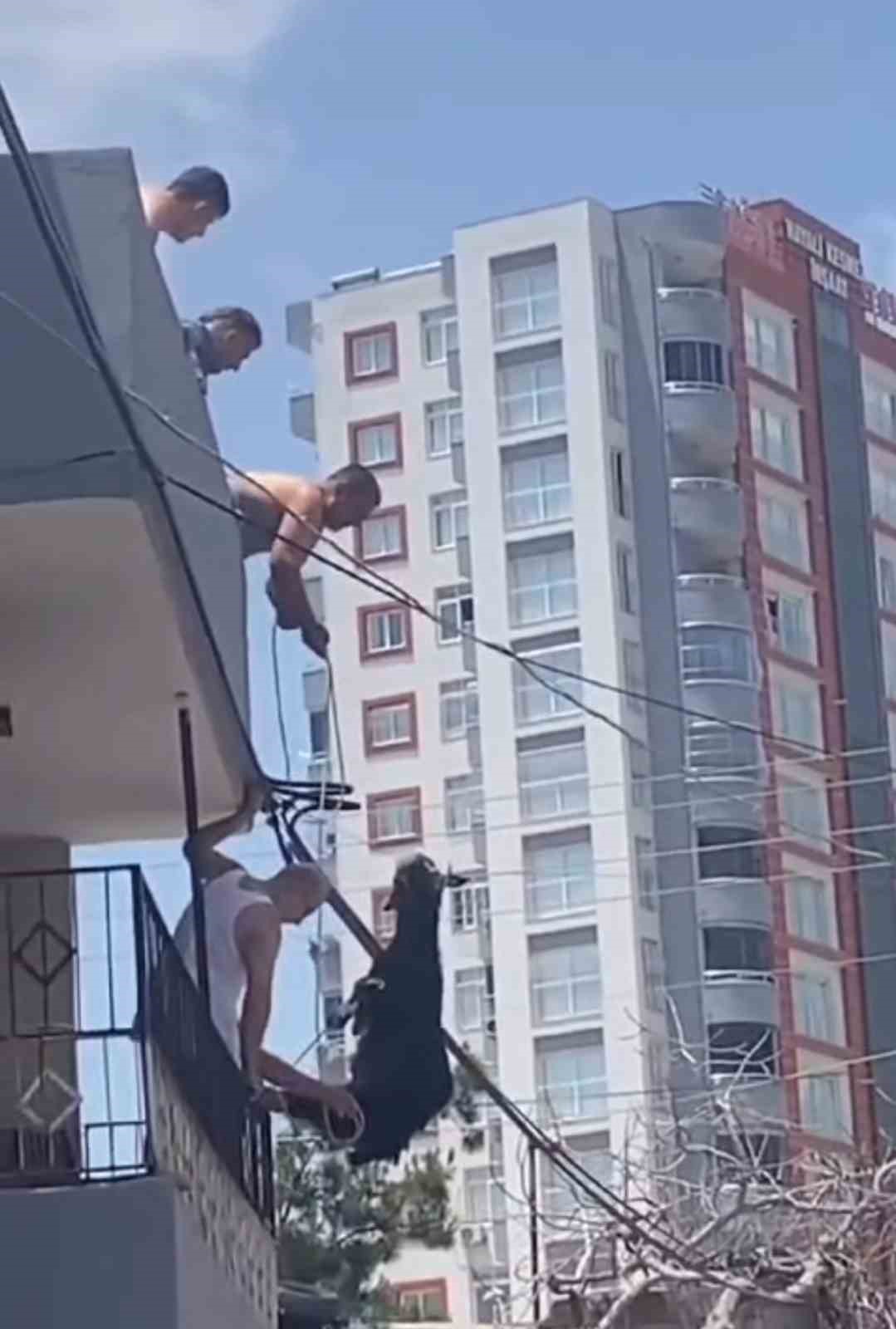 Adanada damdan atlayan kurbanlk kei elektrik tellerine takl kald
