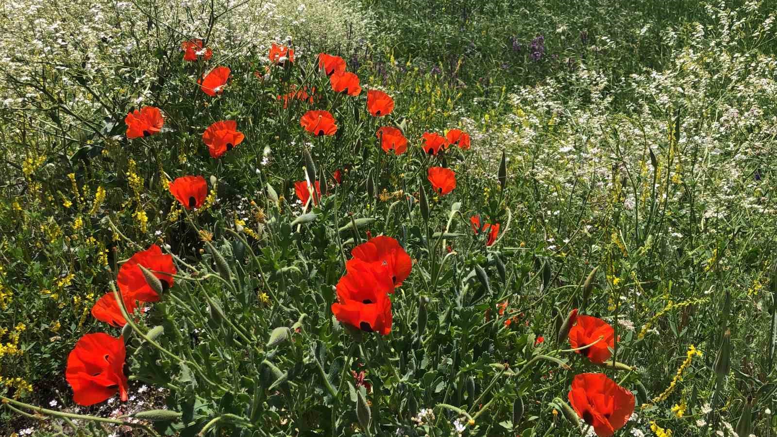 Kars&rsquo;ta Haziran g&uuml;zelliği

