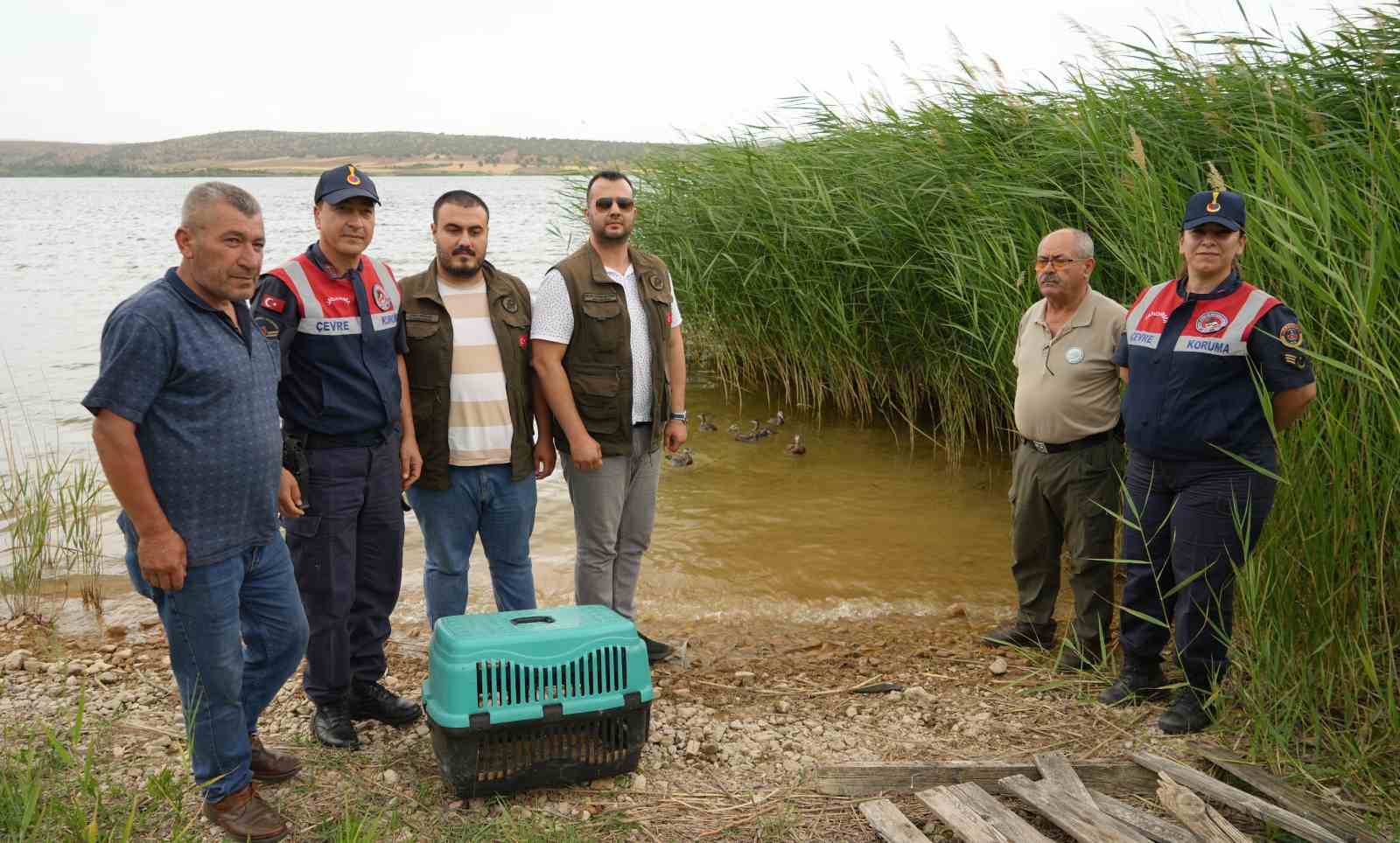 Annelerinin terk ettiği angut yavruları bir aylık g&ouml;zetim sonrası doğaya salındı
