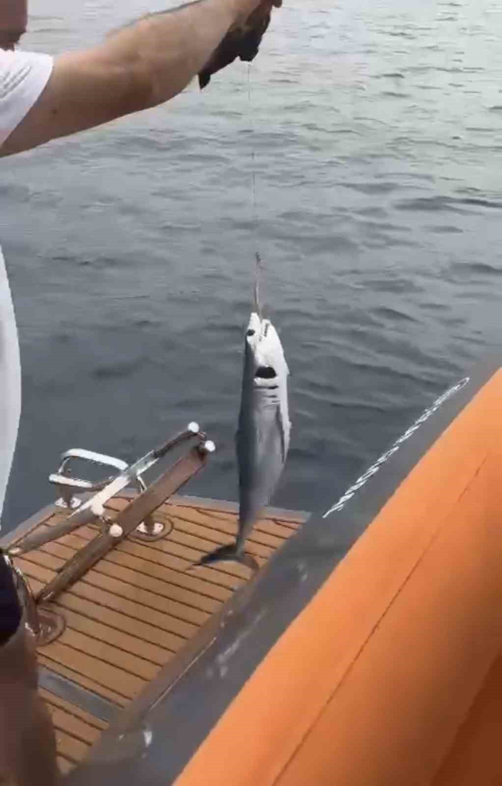 Oltaya yavru k&ouml;pekbalığı takıldı
