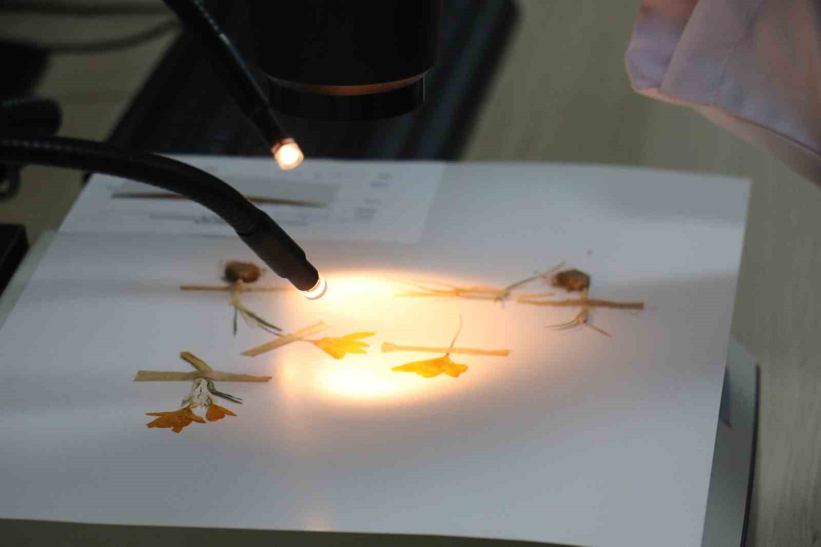 T&uuml;rkiye&rsquo;nin bitkisel gen &ccedil;eşitliliği Tohum Gen Bankası&rsquo;nda korunuyor
