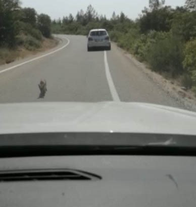 Osmaniye’de susayan tilki yol kesti
