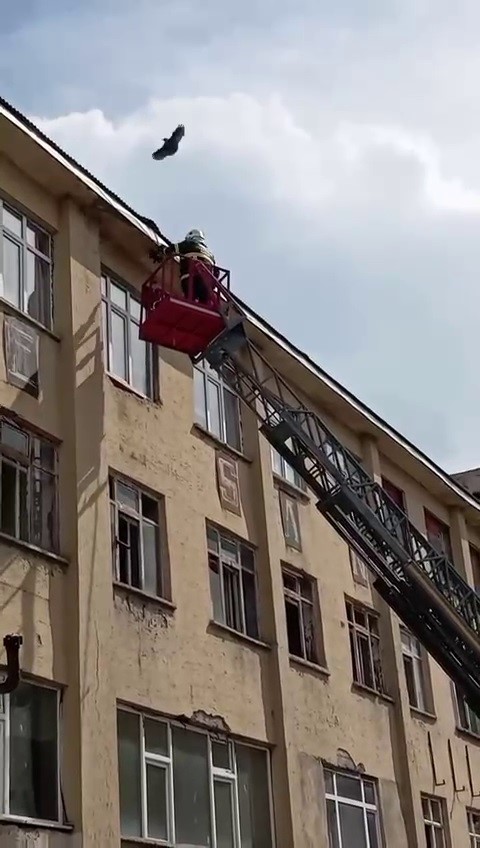 İtfaiye ekiplerinden karga kurtarma operasyonu