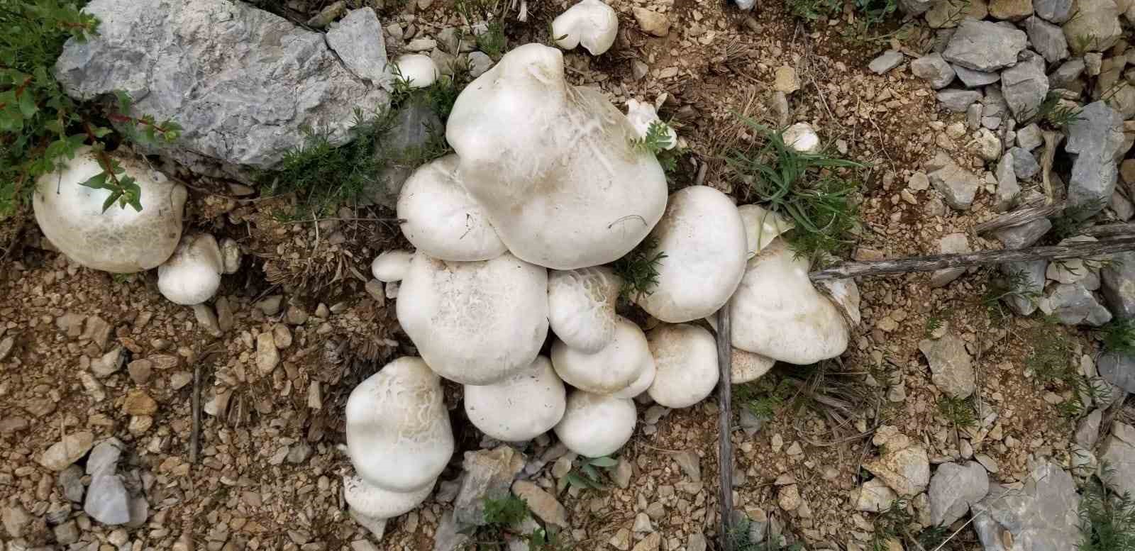 Dağlarda 20 kilometre yol kat edip mantar topluyorlar
